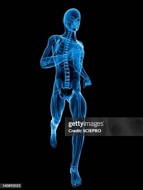 running skeleton, artwork - skeleton stock illustrations