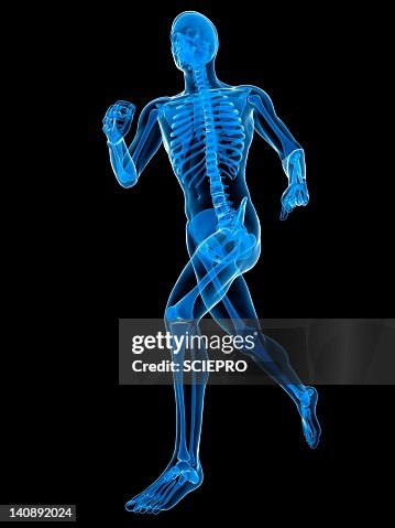 Running skeleton, artwork Running skeleton, artwork