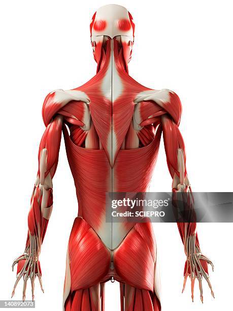 male muscles, artwork - skeletal muscle stock illustrations