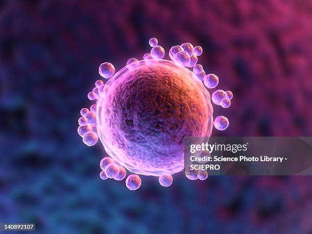 stockillustraties, clipart, cartoons en iconen met human egg cell, artwork - biomedische illustratie