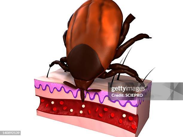 tick feeding, artwork - bug bite stock illustrations
