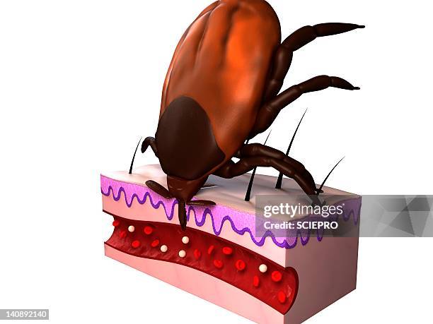 tick feeding, artwork - bug bite stock illustrations
