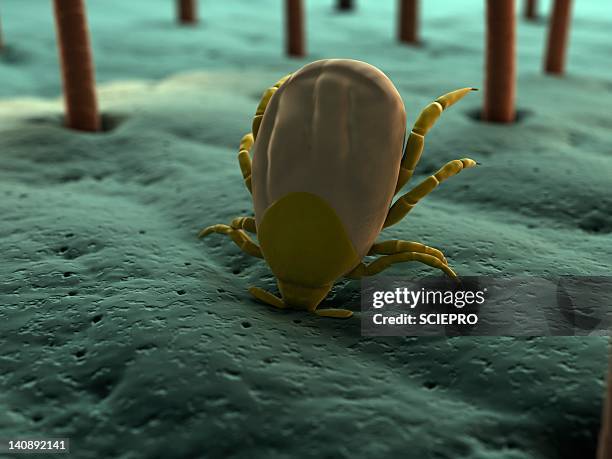 tick, artwork - bug bite stock illustrations