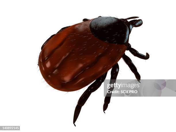 tick, artwork - bug bite stock illustrations