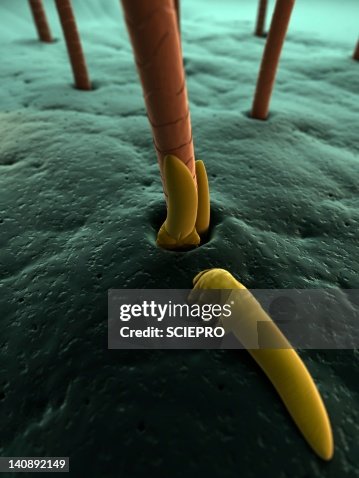 Eyelash mites, artwork Eyelash mites, artwork