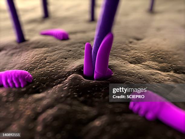 eyelash mites, artwork - demodex stock illustrations