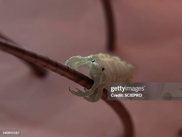 head louse, artwork - zoology stock illustrations