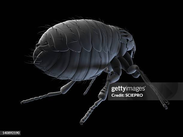 cat flea, artwork - cat fleas stock illustrations