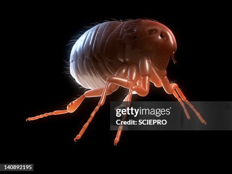 Cat flea, artwork Cat flea, artwork