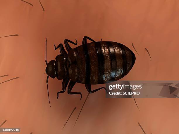 bedbug, artwork - bed bug stock illustrations