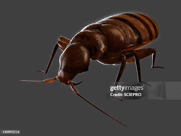 bedbug, artwork - bed bug stock illustrations