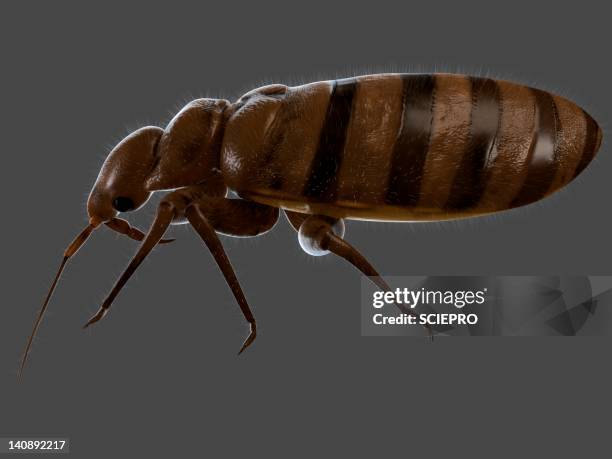 bedbug, artwork - bed bug stock illustrations