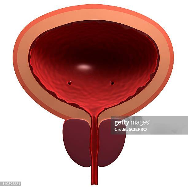 ilustraciones, imágenes clip art, dibujos animados e iconos de stock de healthy male bladder, artwork - prostate gland