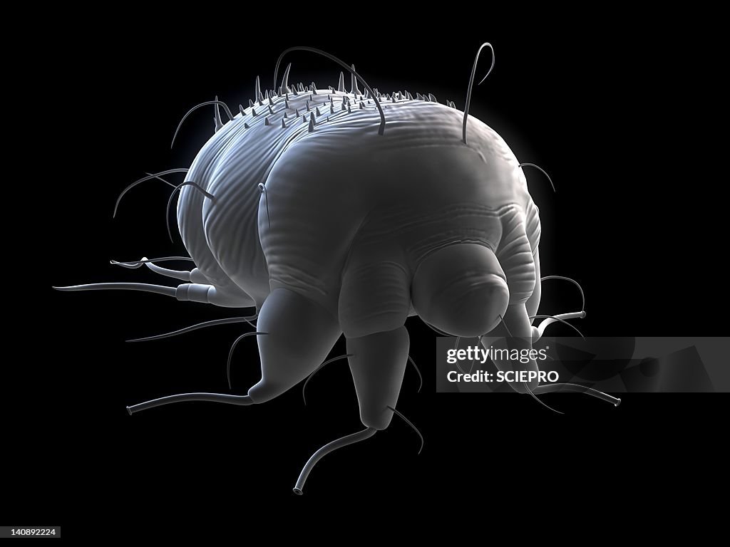 Scabies mite, artwork