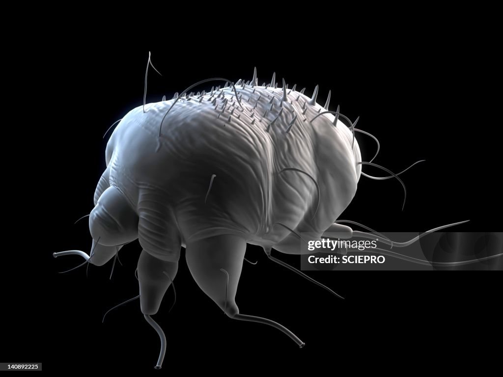 Scabies mite, artwork