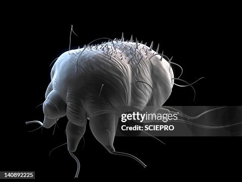 Scabies mite, artwork Scabies mite, artwork