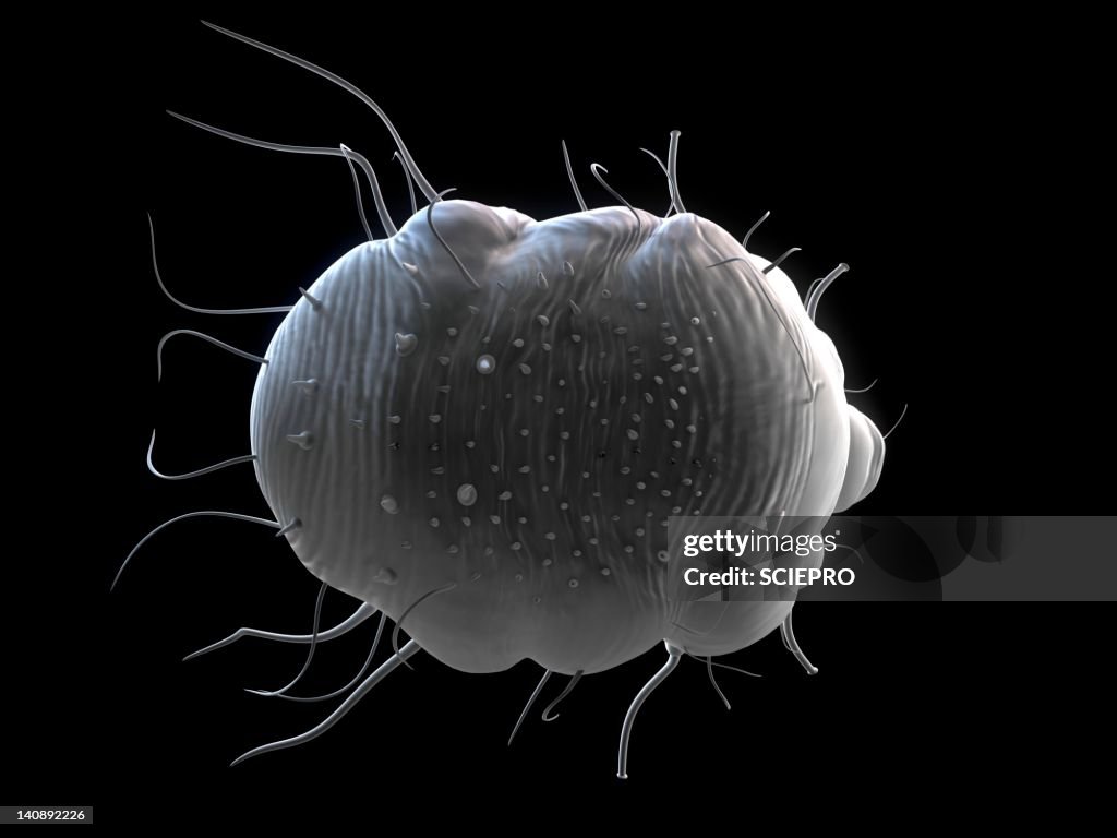 Scabies mite, artwork