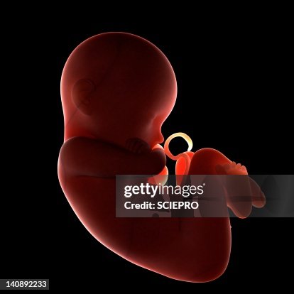 Full-term foetus, artwork Full-term foetus, artwork