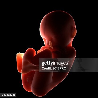 Full-term foetus, artwork Full-term foetus, artwork