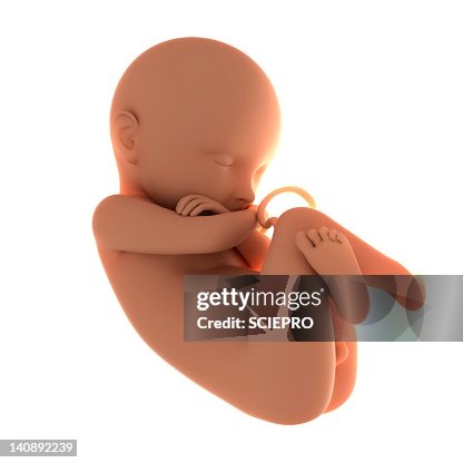 Full-term foetus, artwork Full-term foetus, artwork
