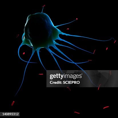 Macrophage attacking bacteria, artwork Macrophage attacking bacteria, artwork