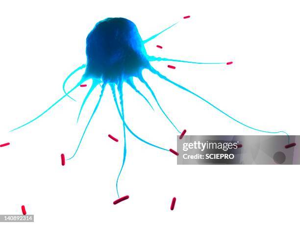 macrophage attacking bacteria, artwork - phagocyte stock illustrations