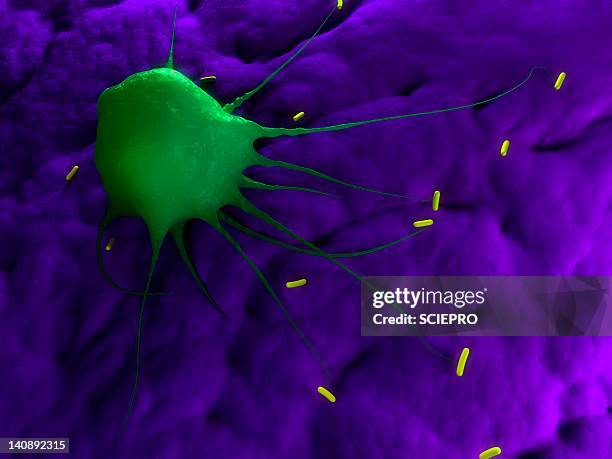 macrophage attacking bacteria, artwork - phagocyte stock illustrations