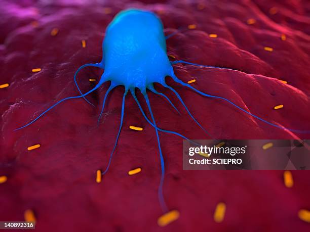 macrophage attacking bacteria, artwork - macrophage stock illustrations