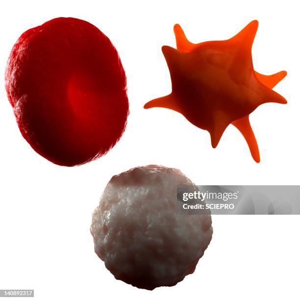 illustrazioni stock, clip art, cartoni animati e icone di tendenza di blood cells, artwork - globulo rosso