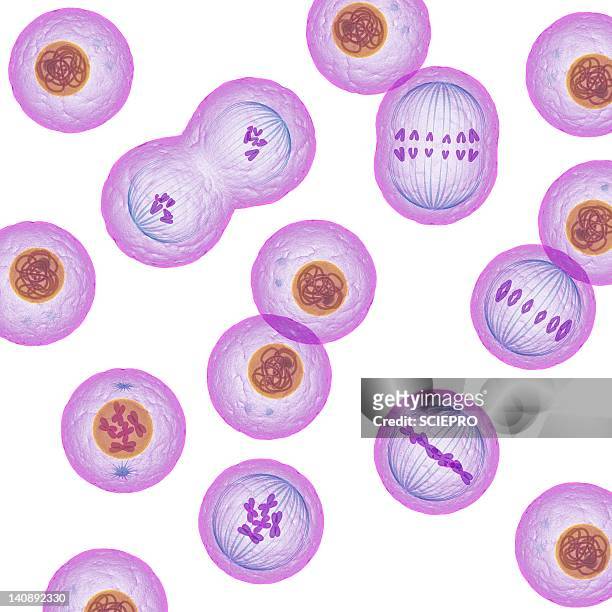 mitosis, artwork - cell division stock illustrations