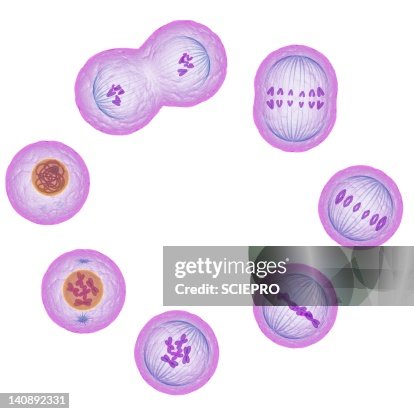 Mitosis, artwork Mitosis, artwork