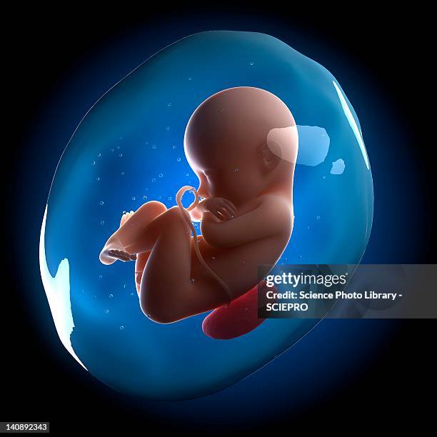 foetus, artwork - fötus menschliche pränatale entwicklung stock-grafiken, -clipart, -cartoons und -symbole
