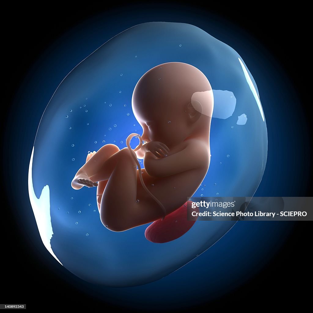 Foetus, artwork