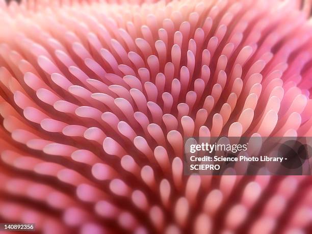 intestinal villi, artwork - intestines stock illustrations