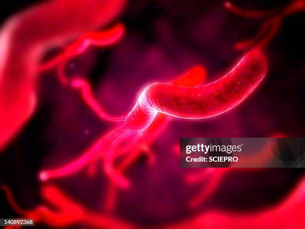 helicobacter pylori bacteria, artwork - ulcer stock illustrations