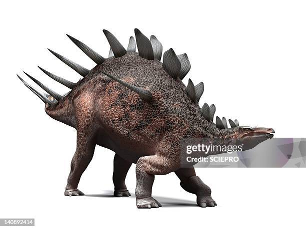 kentrosaurus dinosaur, artwork - quadrupedalism stock illustrations