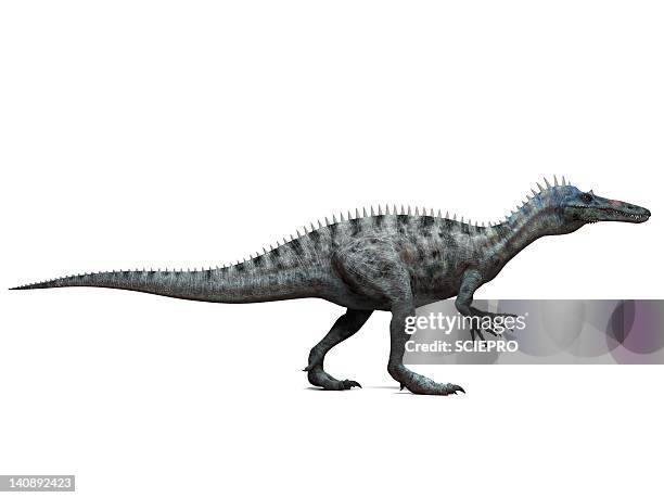 suchomimus dinosaur, artwork - suchomimus stock illustrations