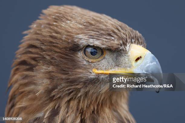 Tawny eagle, used to keep seagulls off of the course, is seen during Day Two of The 150th Open at St Andrews Old Course on July 15, 2022 in St...