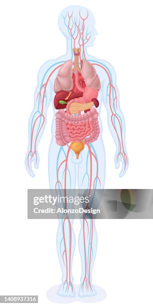 stockillustraties, clipart, cartoons en iconen met human internal organs and circulatory system. - menselijk maag darmstelsel