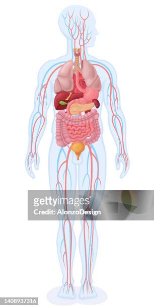 human internal organs and circulatory system. - medical illustration stock illustrations