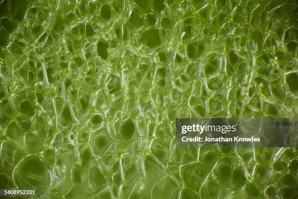 macro shot holes in green sponge - absorbent stock pictures, royalty-free photos & images