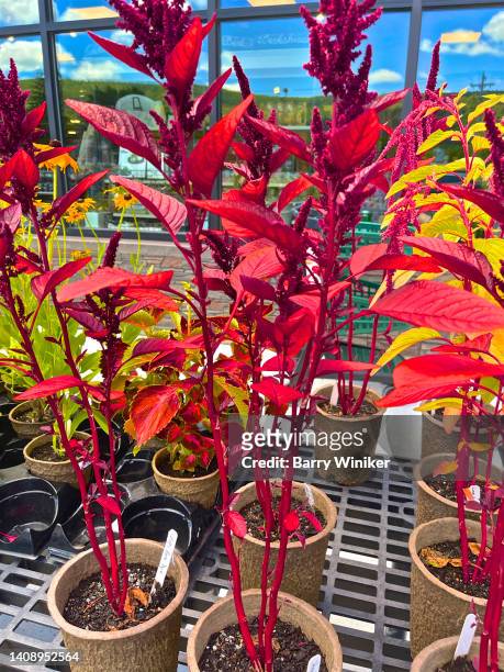 close-up of hopi red dye amaranth in pots for sale - berkshires massachusetts stock pictures, royalty-free photos & images