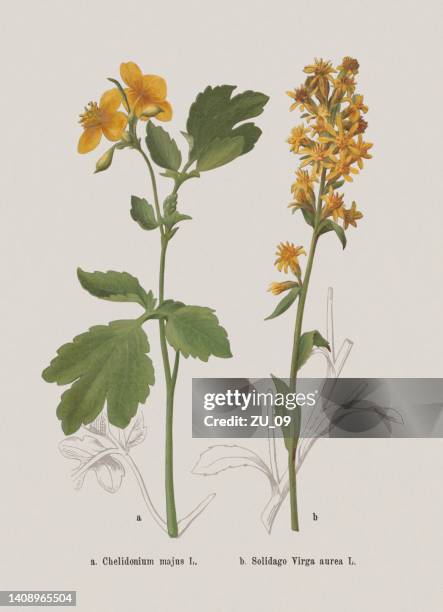 herbstblumen (papaveraceae, asteraceae), chromolithographie, veröffentlicht 1886 - goldenrod stock-grafiken, -clipart, -cartoons und -symbole