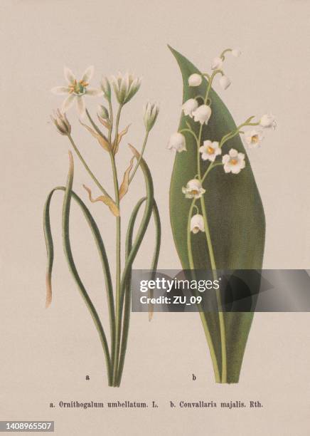 ilustrações de stock, clip art, desenhos animados e ícones de spring flowers (asparagaceae), chromolithograph, published in 1884 - lily of the valley