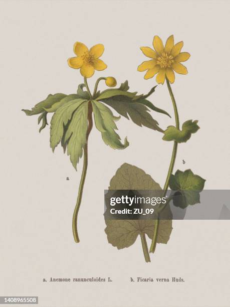 bildbanksillustrationer, clip art samt tecknat material och ikoner med spring flowers (ranunculaceae), chromolithograph, published in 1884 - ranunculus