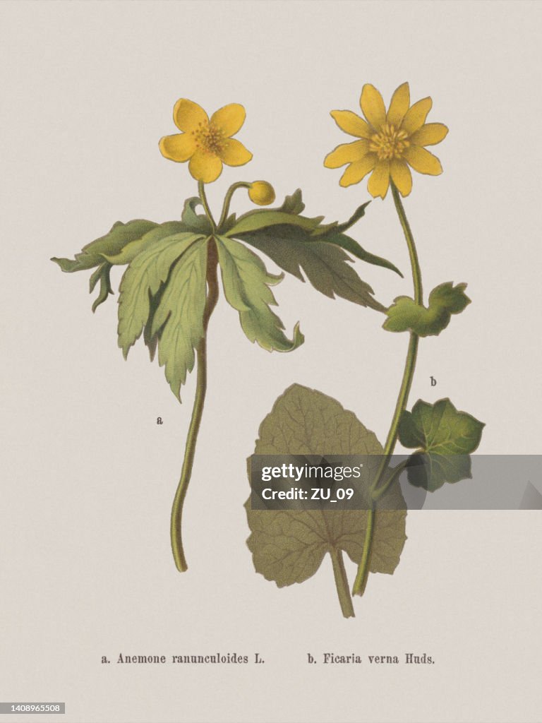 Spring flowers (Ranunculaceae), chromolithograph, published in 1884