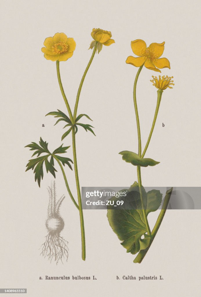 Spring flowers (Ranunculaceae), chromolithograph, published in 1884