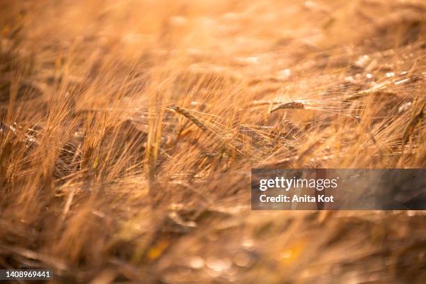 golden ears of grain - barley stock pictures, royalty-free photos & images