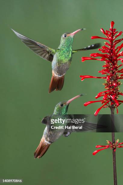 pair of rufous-tailed hummingbirds flying - braunschwanzamazilie stock-fotos und bilder