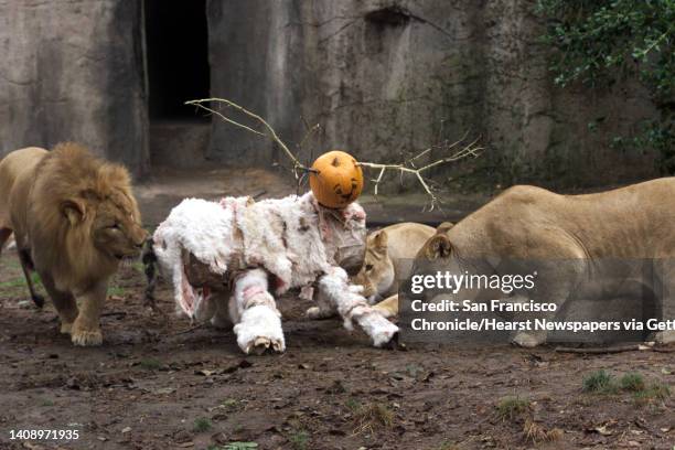 The San Francisco Zoo lions cautiously approach a faux antelope, designed and created by zoo staff to give the lions a treat for the holloween...